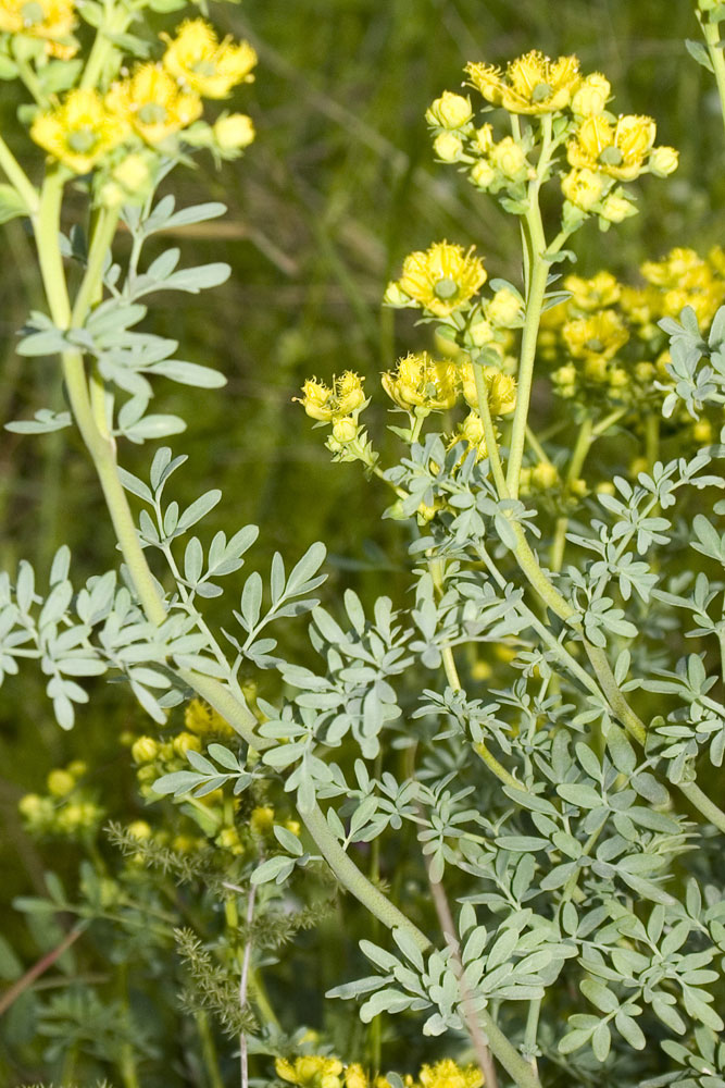 Ruta chalepensis / Ruta frangiata